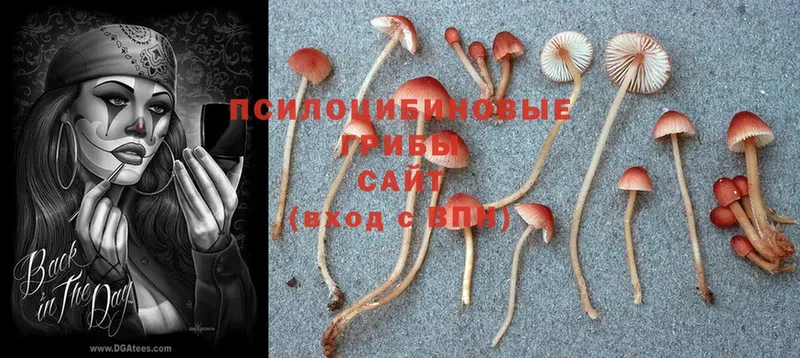 купить  сайты  Анива  Псилоцибиновые грибы Psilocybine cubensis 